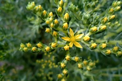 Yellow Flower Pictures, Blooming Flower In Star Style, Unique And ...