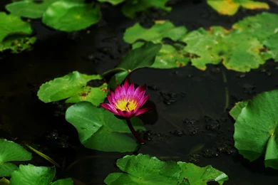 Flowers Pink Flowers Nature Flower Rose Desktop Backgrounds ...