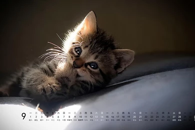 The Other Side Of The Desktop In September 2014 Calendar Kitten ...