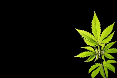 Download Free HQ Marijuana Wallpapers   Hqwallbase.pw