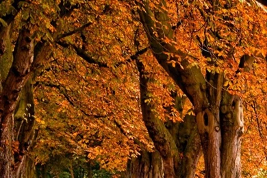 Fall Iphone 6 Wallpapers Items   Share Fall Iphone 6 Wallpapers ...