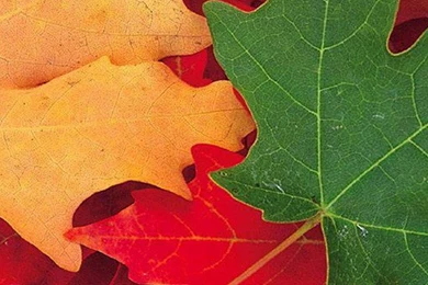 iPhone 6 Wallpapers, HD iPhone 6 Backgrounds And Themes   Part 317