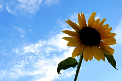 Free Summer Screensavers And Wallpapers Beautiful Summer Photos Of ...