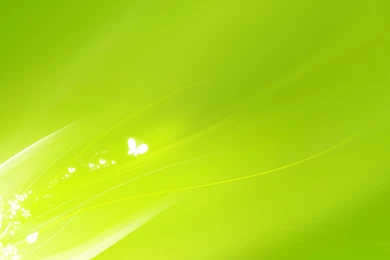 Light Green   Wallpaper.