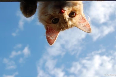 Free Animal Wallpapers