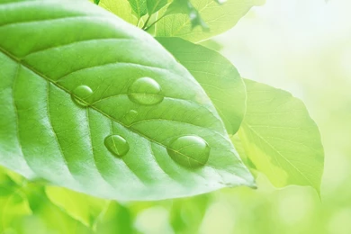 Download Wallpapers 2560x1600 Leaves, Drops, Light Green 2560x1600 ...