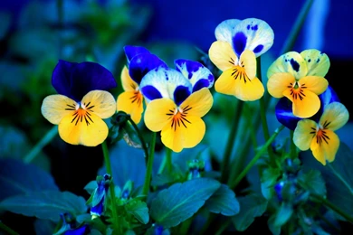 Pansee, Bluers, Viola, Wallpaper, Flowers, Desktop (