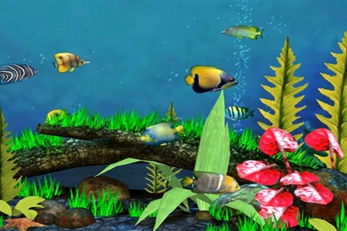 3d Fish Wallpapers 26732 Hd Wallpapers In Animals Imagescicom. Fish ...
