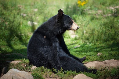 Black Bear Wallpapers