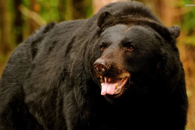 Free Black Bear Wallpapers   Wallpapers Cave