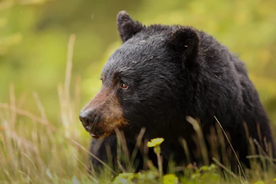 Baribal Black Bear Bear Muzzle Predator Wallpapers