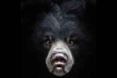 BLACK BEAR WALLPAPER   (