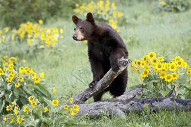 Black Bear HD Wallpapers