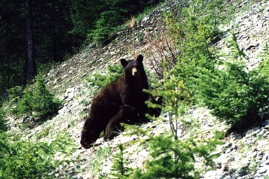 Bear Wallpapers HD Pictures