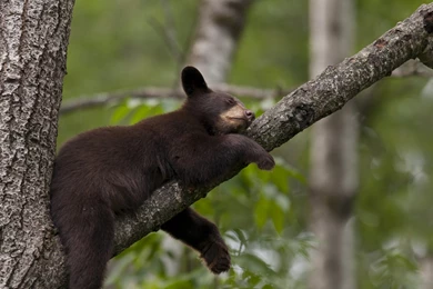 Black Bear Sleeping Wallpapers   1920x1080   648243