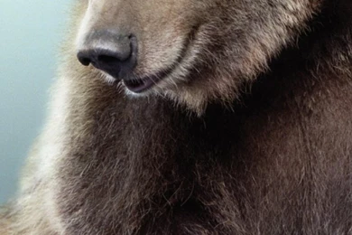 Cute Black Bear Galaxy S3 Wallpapers (720x1280)