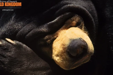 Black Bear Wallpapers   1366x768 Wallpapers Download  10wallpaper.com