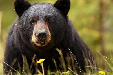 Baribal Black Bear Bear Muzzle Eyes Predator Wallpapers