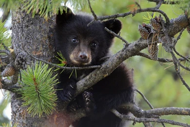 Baby Black Bear   Wallpaper.