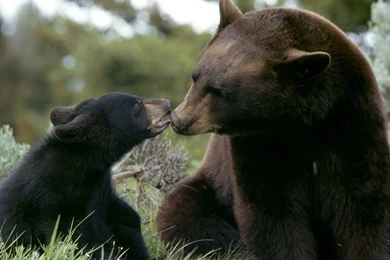 Baby Black Bear   Wallpaper.