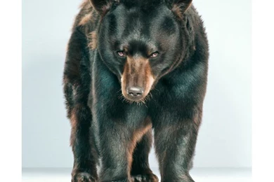 Cartoon Funny Funki: Angry Black Bear