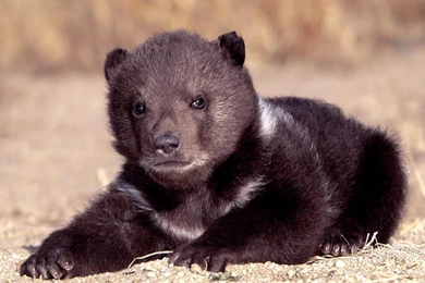 Animal Black Bear Hd Wallpapers 10852 Wallpapers High Resolution ...