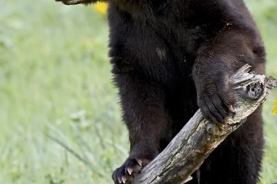 Black Bear S4 Wallpapers