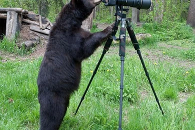 Black Bear Wallpapers Free 58415 Desktop Wallpapers