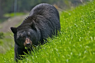 Picture Of A Black Bear In High Grass