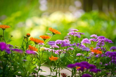 Hd Wallpapers Flower Free Download,desktop Wallpapers