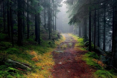 Path Through Foggy Mountain Forest / 3000 X 1875 / Forest ...