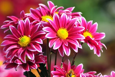 Beautiful Flower Hd Wallpapers Free Download,desktop Wallpapers