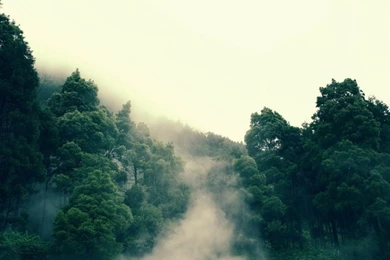 Mountains,trees Mountains Trees Forest Photography Fog 1920x1200 ...