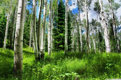 Mountain Forest HD 16:9 16:10 Desktop Wallpaper: High Definition ...