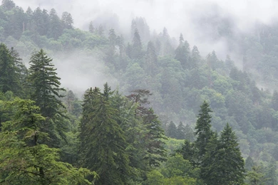Nature, Background, National, Landscape, Smoky, Great, Park ...