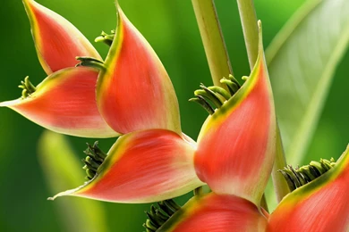 Hd Flowers For Wallpapers Free Download 3d Hd Pictures.