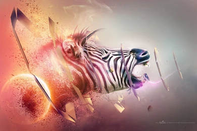 Zebra Black White Purple Blue Orange Red Abstraction Gray ...