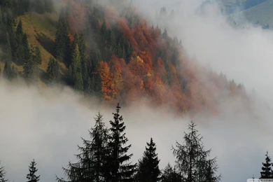 Foggy Mountain Forest Wallpapers