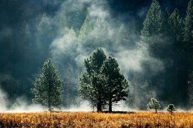 Foggy Forest, Mountain, Tree, Nature, 1920x1200 HD Wallpapers And ...