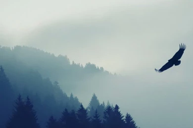 Forest Wallpaper, Nature / Mountains: Forest, Fog, Eagle ...