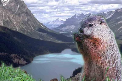 Groundhogday Wallpapers And Screensavers, Free.