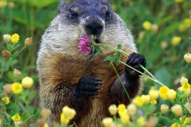 Groundhog Day Wallpapers Wallpapers Cave