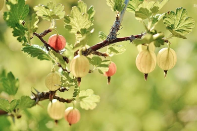 10 Spring Flowers HD Wallpapers