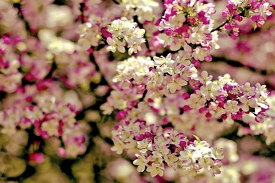 Awesome spring flowers full hd wallpaper for desktop backgrounds ...