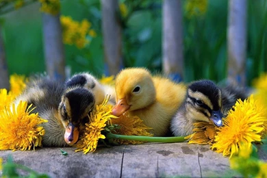 Baby Ducks Animal Widescreen Wallpapers   1366x768 Wallpapers ...