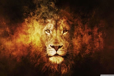 Lion Wallpapers Hd
