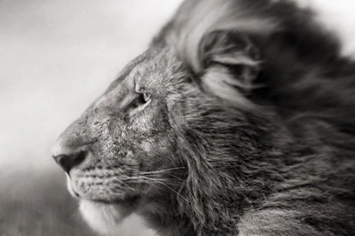 Dual Monitor Resolution Lion Wallpapers HD, Desktop Backgrounds ...