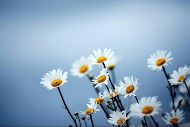 Simple Daisy Wallpaper Backgrounds Image 1366x768 Hd Wallpapers ...