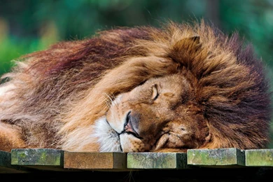 Sleeping Lion HD Desktop Wallpapers