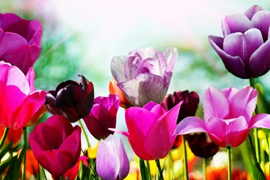 Flowers: Superb Spring Tulips Backgrounds Flowers Picture Desktop ...